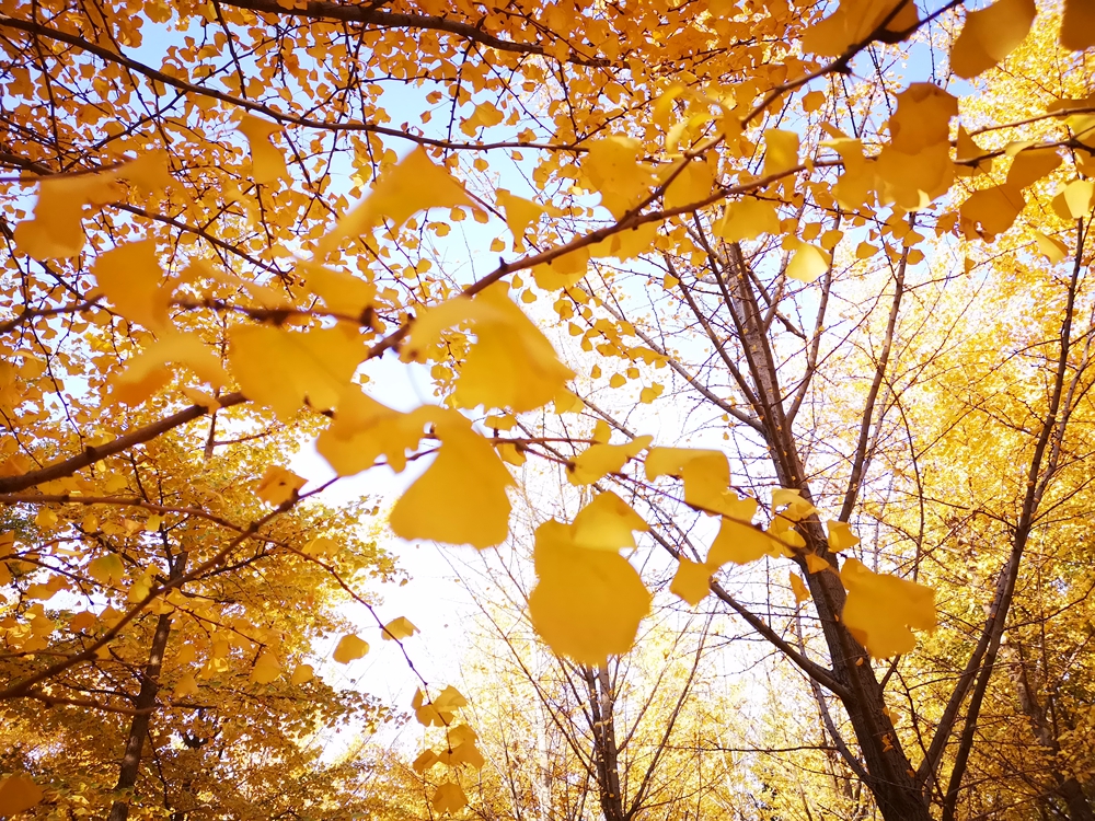 Ц��СС�f��ƪ ���ࡷ����ɽ��