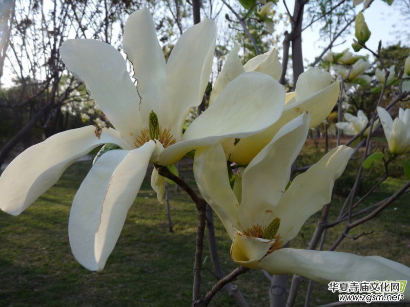 ������Ц�����zӰ��Ʒ�M�D