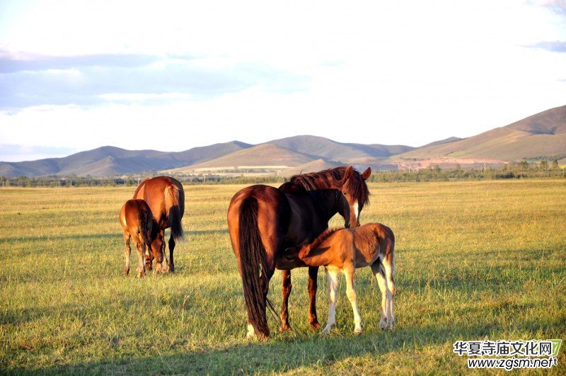 ������Ц�����zӰ��Ʒ�M�D