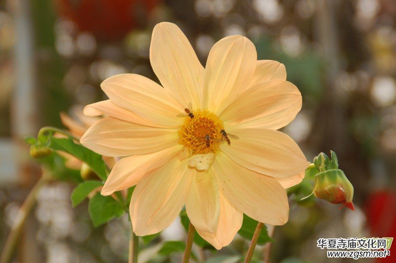 ������Ц�����zӰ��Ʒ�M�D