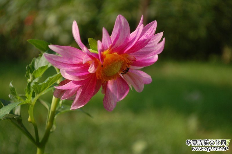 ������Ц�����zӰ��Ʒ�M�D