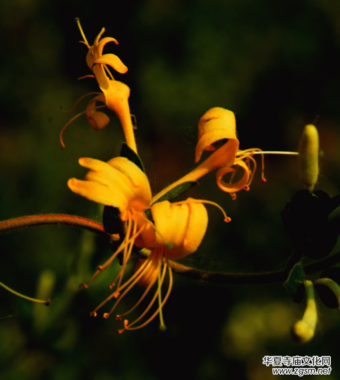 ���y���_(k��i)��������(gu��)�zӰ��Ʒ