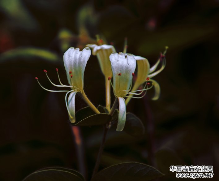 ���y���_(k��i)��������(gu��)�zӰ��Ʒ