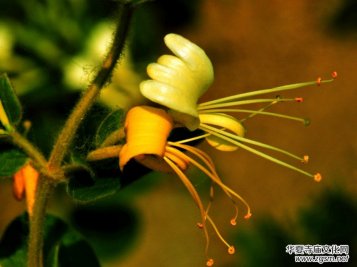 ���y���_���������zӰ��Ʒ