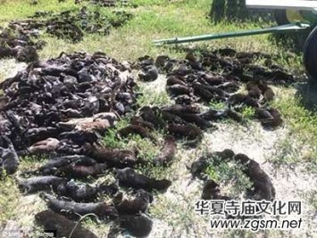 ���������r(ji��)ֵ500�f(w��n)ˮ�� ��(sh��)ǧֻ����