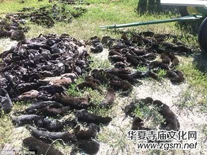 ���������rֵ500�fˮ�� ��(sh��)ǧֻ����