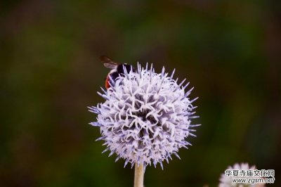 ��֮��zӰ����������Ц����