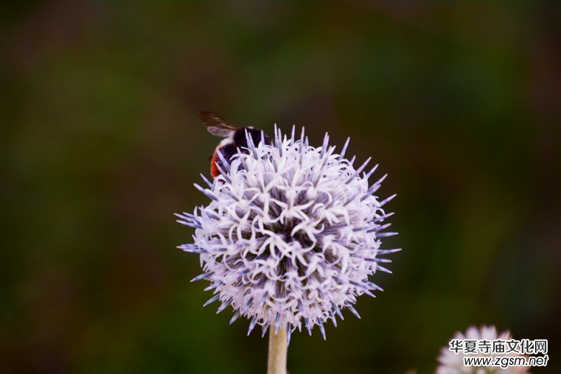 ��(m��ng)֮��zӰ��������(gu��)��Ц����