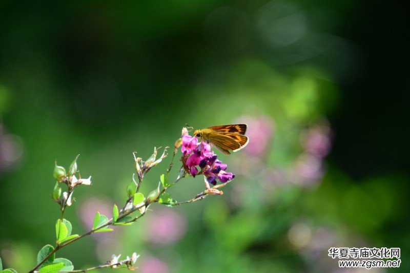 ��(m��ng)֮��zӰ��������(gu��)��Ц����