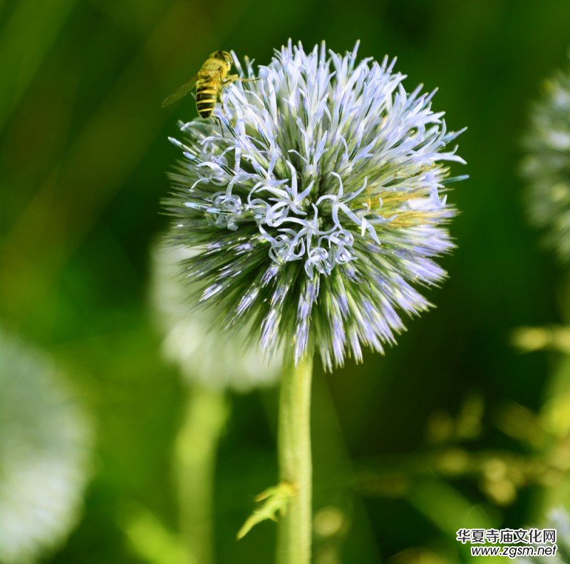 ��(m��ng)֮��zӰ��������(gu��)��Ц����