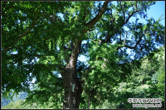 ʮ�����zַ