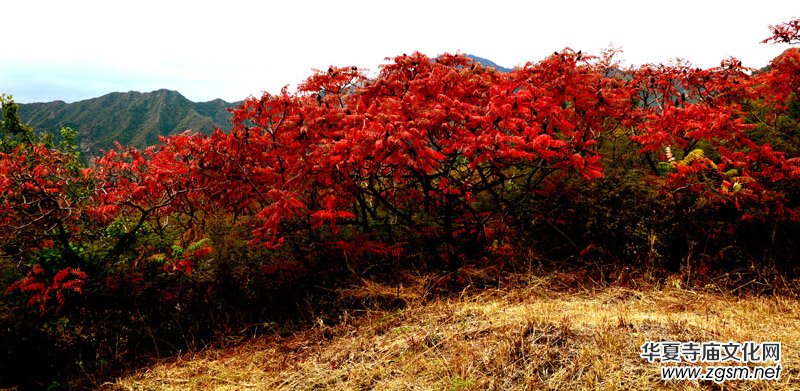 ��������ɽ�zӰ��(xi��)�桪������(gu��)�zӰ��Ʒ