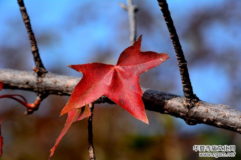 ��������ɽ�zӰ��(xi��)�桪������(gu��)�zӰ��Ʒ