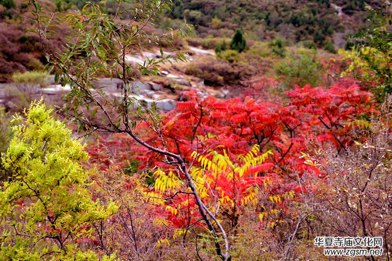 ��������ɽ�zӰ��(xi��)�桪������(gu��)�zӰ��Ʒ