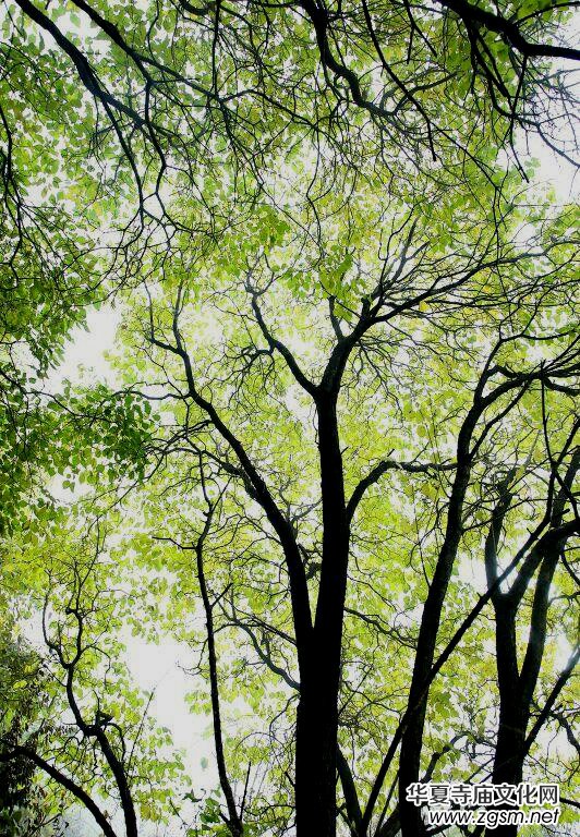 ӛ�ߔzӰ�����M��ɽ����ɽ�L���^(q��)��L