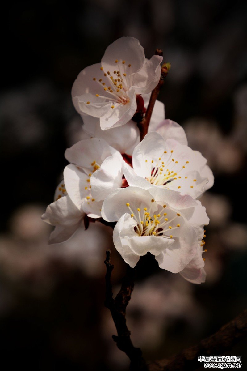 �����_�ˡ���Ԋ���zӰ