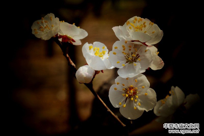 �����_�ˡ���Ԋ���zӰ