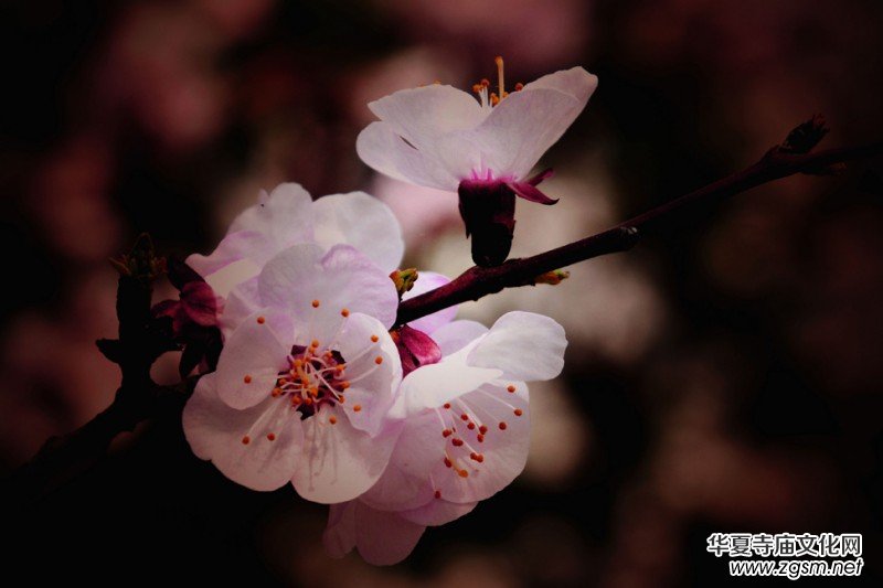 �����_�ˡ���Ԋ���zӰ