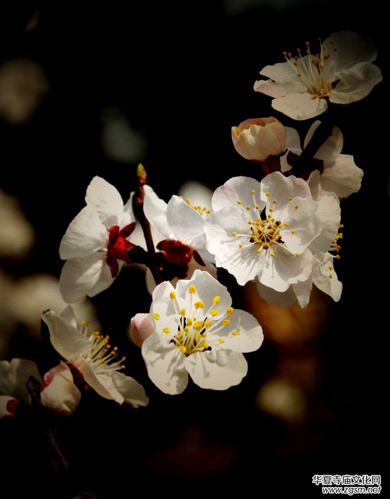 �����_�ˡ���Ԋ���zӰ