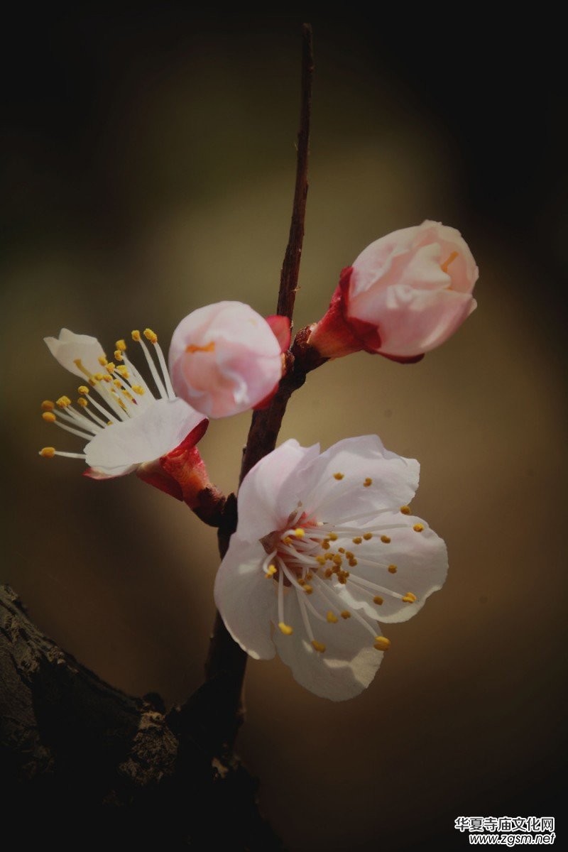 �����_�ˡ���Ԋ���zӰ