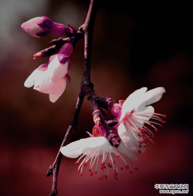 �����_�ˡ���Ԋ���zӰ