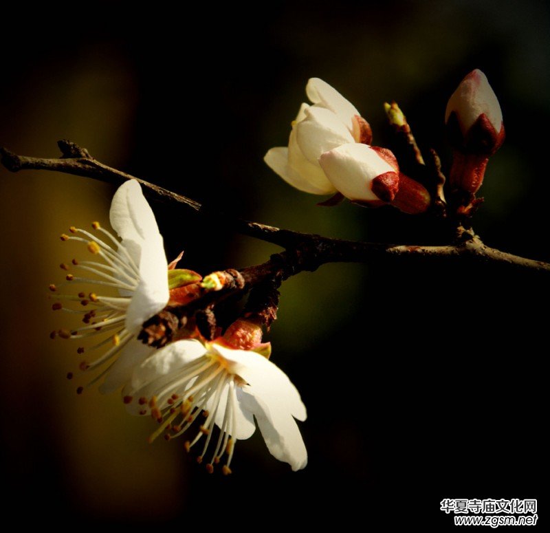 �����_�ˡ���Ԋ���zӰ