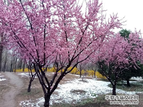 �����r����ѩ�ӣ����Ĺ��@������