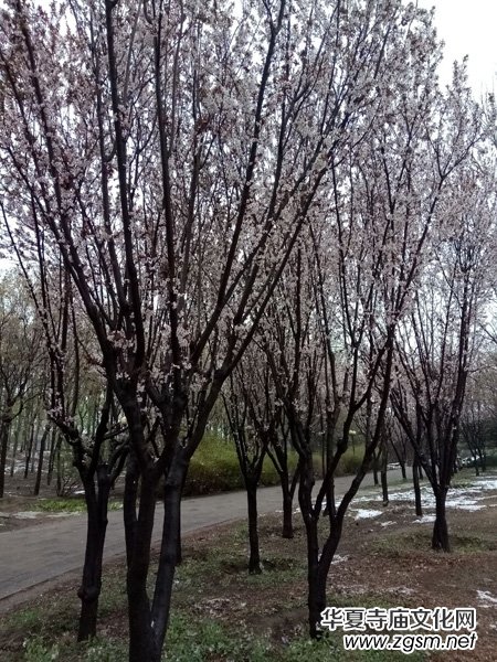 �����r����ѩ�ӣ����Ĺ��@������