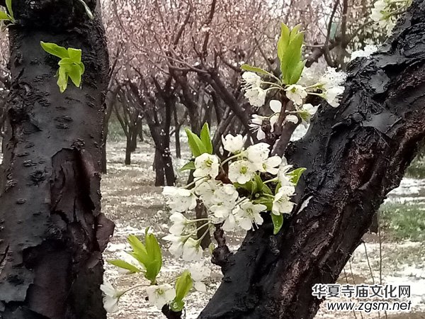 �����r����ѩ�ӣ����Ĺ��@������