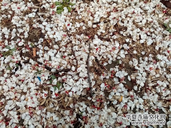 �����r����ѩ�ӣ����Ĺ��@������