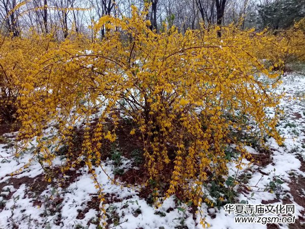 �����r����ѩ�ӣ����Ĺ��@������