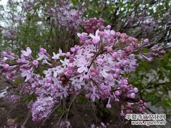 �����r����ѩ�ӣ����Ĺ��@������