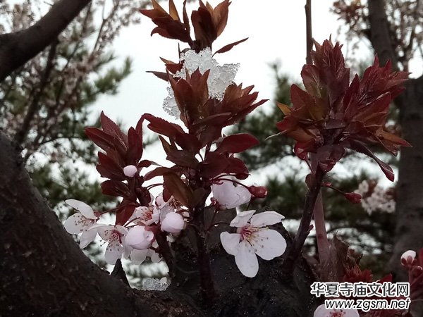 �����r����ѩ�ӣ����Ĺ��@������