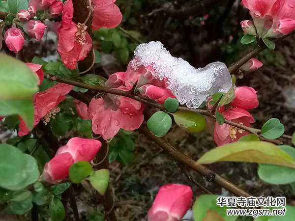 �����r����ѩ�ӣ����Ĺ��@������