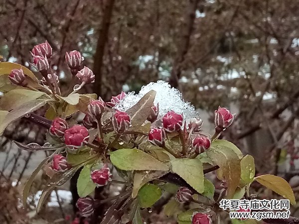 �����r����ѩ�ӣ����Ĺ��@������