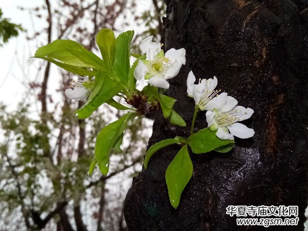 �����r����ѩ�ӣ����Ĺ��@������