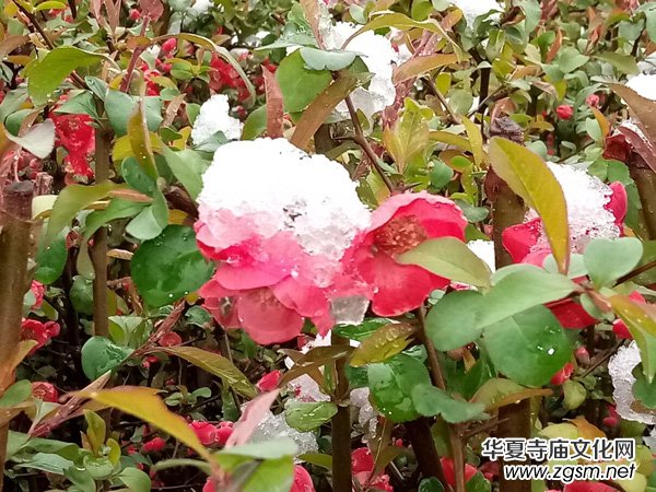 �����r����ѩ�ӣ����Ĺ��@������