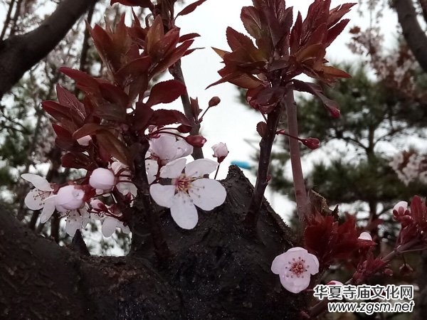 �����r����ѩ�ӣ����Ĺ��@������