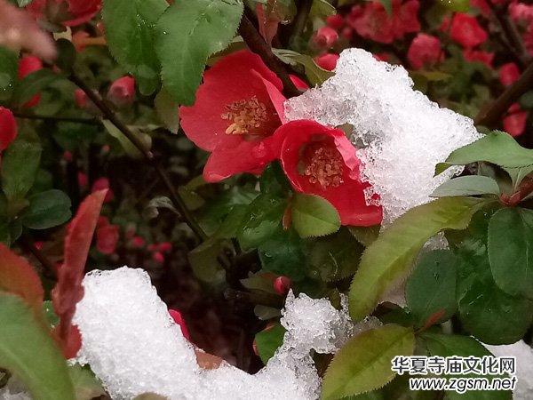 �����r����ѩ�ӣ����Ĺ��@������