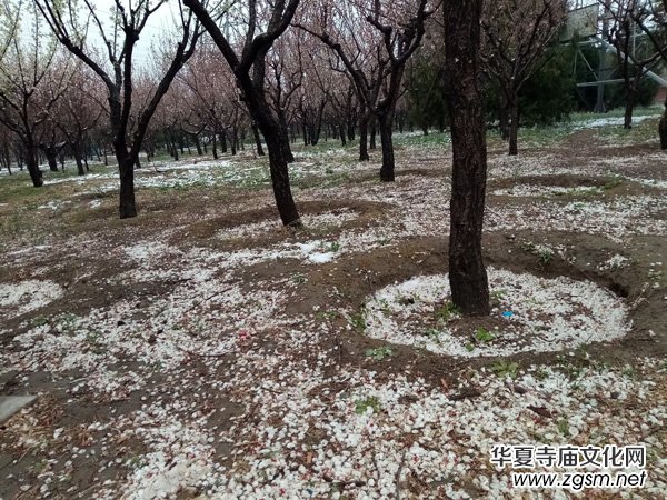 �����r����ѩ�ӣ����Ĺ��@������