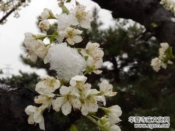 �����r����ѩ�������Ĺ��@������