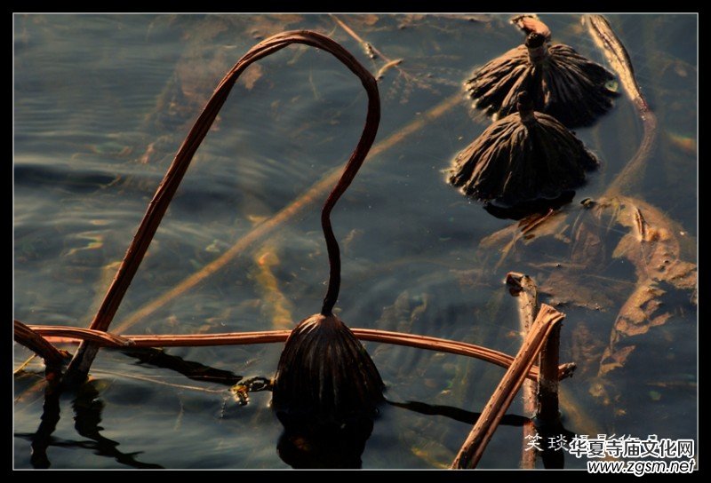 �ݺɪq�и߹�(ji��)�ڡ���Ц���zӰ��Ʒ