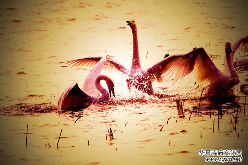 ��Խ��zӰ��Ʒ�x��