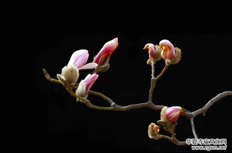 ������zӰ��Ʒ�x��