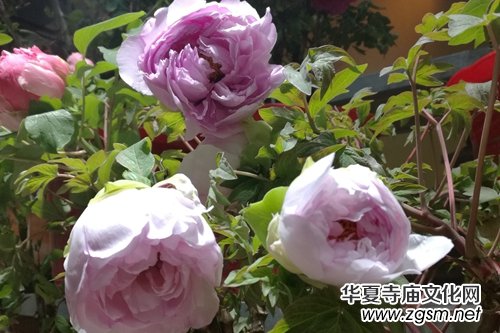 山西省牡丹園“首屆迎新春牡丹鮮花展”完美收官 山西省牡丹園“首屆迎新春牡丹鮮花展”完美收官