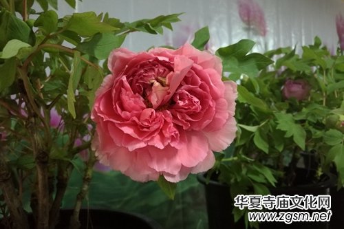 ɽ��ʡĵ���@���׌�ӭ�´�ĵ���r��չ�������չ�