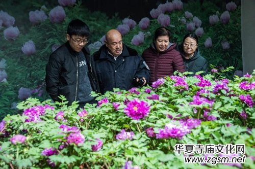 山西省牡丹園“首屆迎新春牡丹鮮花展”完美收官 山西省牡丹園“首屆迎新春牡丹鮮花展”完美收官