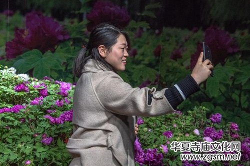 山西省牡丹園“首屆迎新春牡丹鮮花展”完美收官 山西省牡丹園“首屆迎新春牡丹鮮花展”完美收官