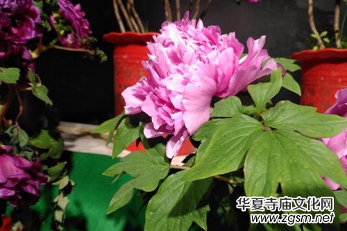 山西省牡丹園“首屆迎新春牡丹鮮花展”完美收官 山西省牡丹園“首屆迎新春牡丹鮮花展”完美收官