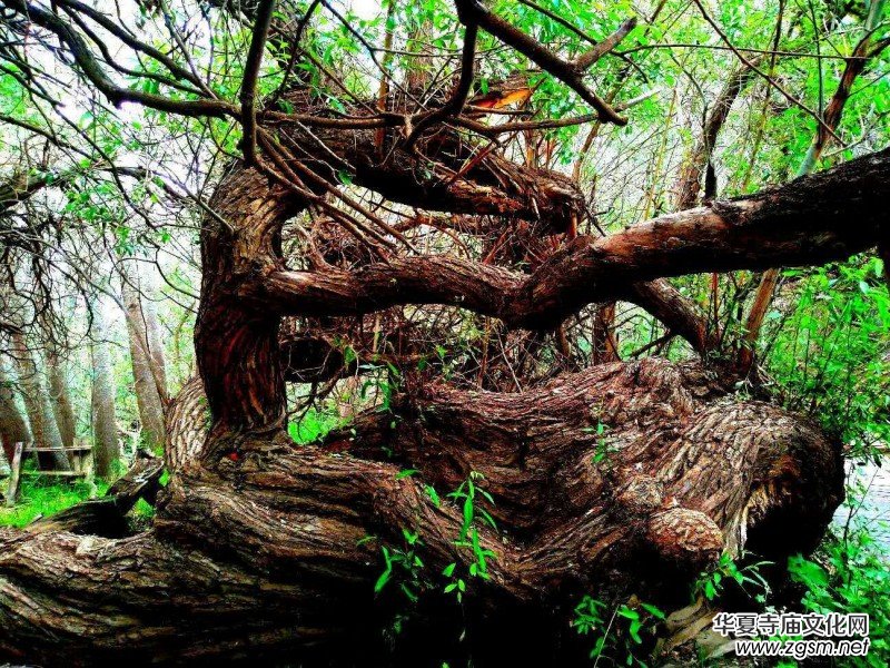 Ц���zӰ:��ɽ��ľ�@(�½������K�؅^(q��)����)